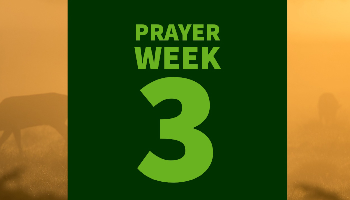 40 Days of Prayer for Healing & Reconciliation: WEEK 3
