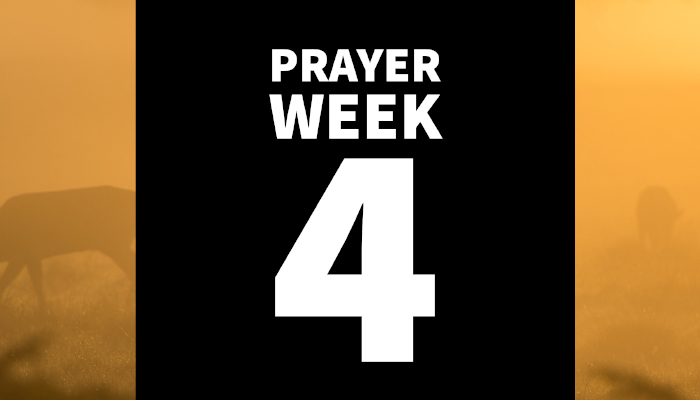 40 Days of Prayer for Healing & Reconciliation: WEEK 4