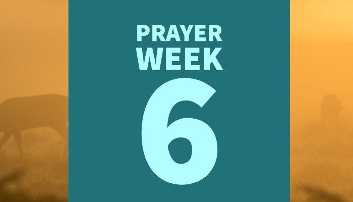 40 Days of Prayer for Healing & Reconciliation: WEEK 6